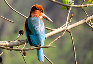 Image Inde du Nord Observation des oiseaux Tour avec Golden Triangle Voyage