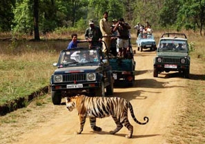 Image Tiger Safari con la popular gira Golden Triangle