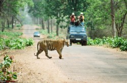 Golden Triangle Tour With Ranthambhore Tiger Safari Image