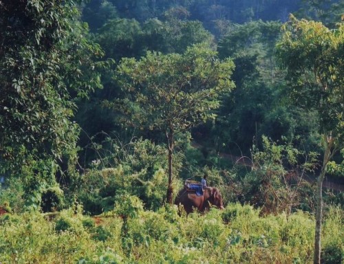 Amchang Wildlife Sanctuary India - Berühmt für seltene und vom Aussterben bedrohte Tiere
