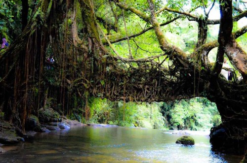 Lebende Wurzelbrücken - Eine älteste Kunstform von Meghalaya, um Brücken zu bilden.