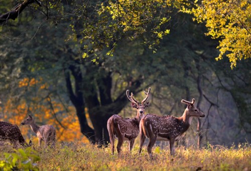Parque Nacional Bandhavgarh: principal destino de la reserva de tigres.