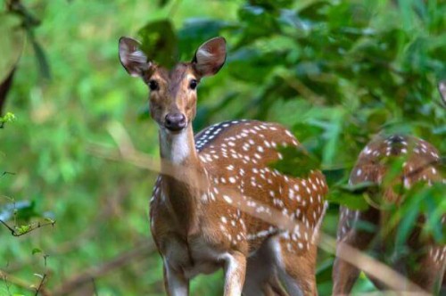 Parque Nacional Ntangki - Parque de vida silvestre en Nagaland