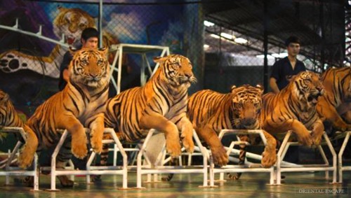 The Sriracha Tiger Zoo