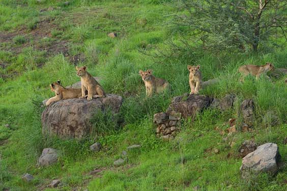 Asiatic Lion in Sasan Gir Gujarat