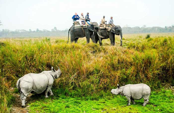 Elephant Safari at Kaziranga National Park