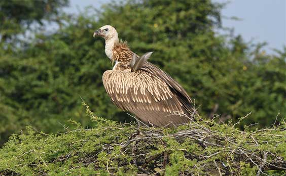 Gir National Park Bird Sanctuary