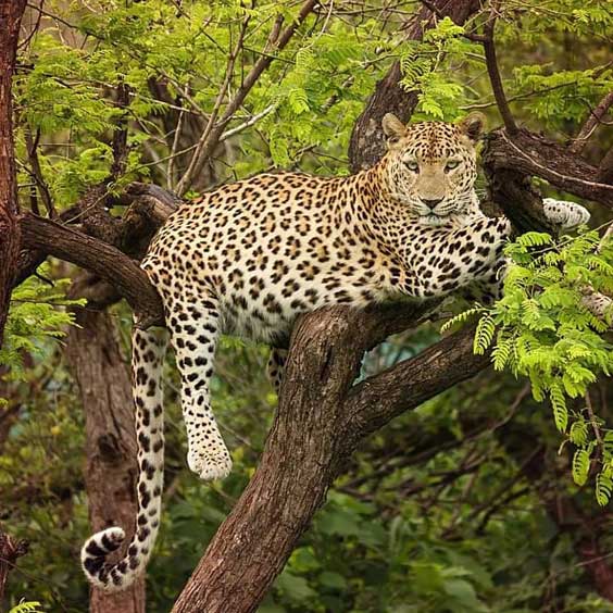 Gir National Park Leopards
