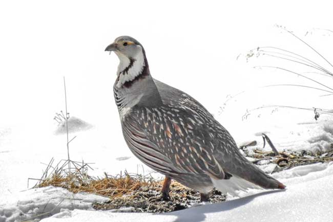 Himalayan Snowcock