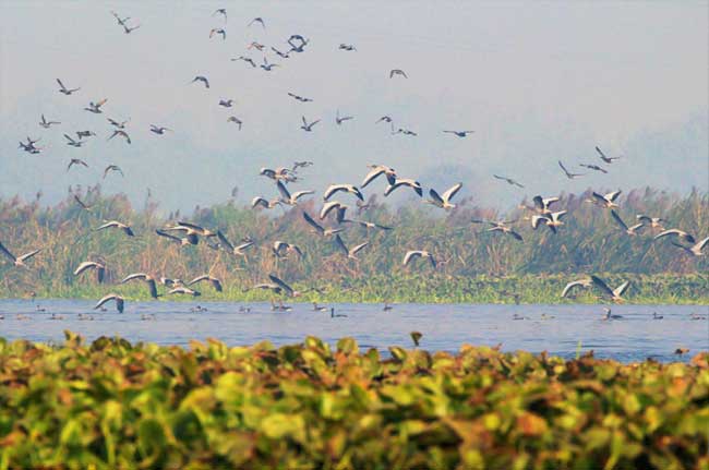 Okhla Bird Sanctuary Delhi