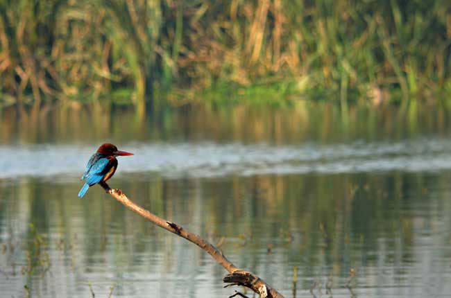 Okhla Bird Sanctuary Lake