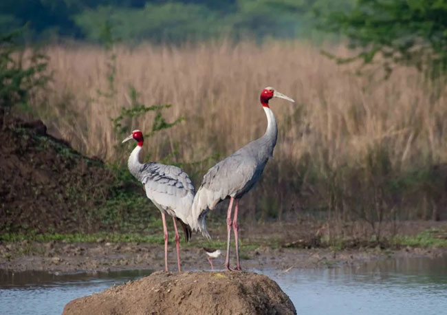 Sultanpur Bird Sanctuary Gurugram